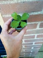 Kalanchoe mother of thoussand, Huis en Inrichting, Ophalen of Verzenden, Overige soorten, Minder dan 100 cm