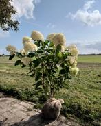 Hydrangea pan. 'Limelight' (div.maten), Tuin en Terras, Planten | Struiken en Hagen, Ophalen of Verzenden, Hortensia, Struik, Minder dan 100 cm