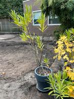 Oleander in pot, Overige soorten, 100 tot 250 cm, Zomer, Ophalen