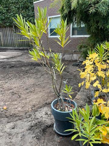 Oleander in pot beschikbaar voor biedingen