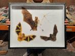 XXL Box Opgezette Vleermuizen 50CM! / Vleermuis Bat, Ophalen of Verzenden, Nieuw, Insect, Opgezet dier