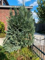 Grote struik, conifeer, Tuin en Terras, Ophalen, Overige soorten, 100 tot 250 cm