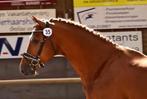 Eyecatcher topbraaf super getalenteerd unieke kans!, Dieren en Toebehoren, Paarden, Gechipt, Ruin, Dressuurpaard, 3 tot 6 jaar