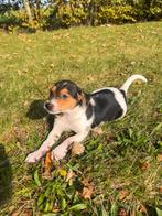 Boerenfox Pup, Dieren en Toebehoren, Jack Russell Terriër, Reu, 8 tot 15 weken, Eén hond