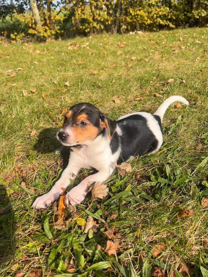 Boerenfox Pup, Dieren en Toebehoren, Honden | Jack Russells en Terriërs, Reu, Jack Russell Terriër, Particulier, Eén hond, Nederland