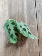 Maranta kerchoveana variegata stek., Huis en Inrichting, Kamerplanten, Overige soorten, Minder dan 100 cm, Ophalen of Verzenden