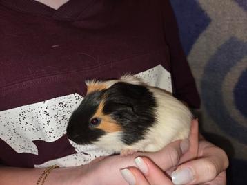 Jonge cavia's  beschikbaar voor biedingen