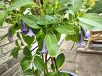 iochroma australis  kleine paars/blauwe trompetjes, Overige soorten, Volle zon, Vaste plant, Ophalen of Verzenden