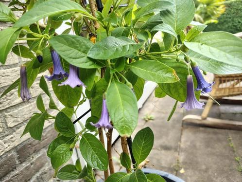 iochroma australis  kleine paars/blauwe trompetjes, Tuin en Terras, Planten | Tuinplanten, Vaste plant, Overige soorten, Volle zon