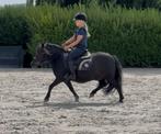 Grote shetlander merrie voor kinderen, Dieren en Toebehoren, Merrie, Gechipt, Zadelmak, A pony (tot 1.17m)