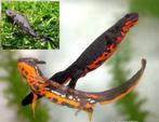 Gezocht: salamander voor paludarium, Overige soorten, 0 tot 2 jaar