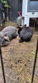 Gratis afhalen mannetjes konijnen, Dieren en Toebehoren, Konijnen, Mannelijk, Dwerg