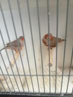 Koppel oranjeborst zebravinken, Dieren en Toebehoren, Meerdere dieren