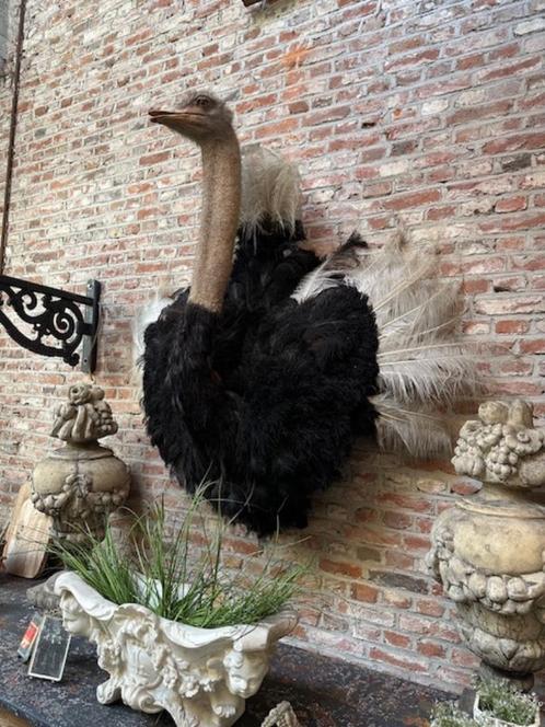 antieke opgezette struisvogel taxidermie uniek, Verzamelen, Dierenverzamelingen, Gebruikt, Opgezet dier, Vogel, Verzenden