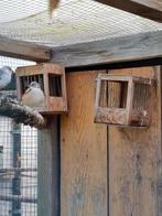 Baardman pop ruilen, Dieren en Toebehoren, Vogels | Overige Vogels, Vrouwelijk, Wildzangvogel, Geringd