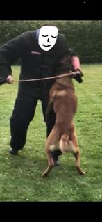 Mechelse herder teef afgerichte politiehond & bewakingshond, Rabiës (hondsdolheid), Teef, Meerdere, 3 tot 5 jaar