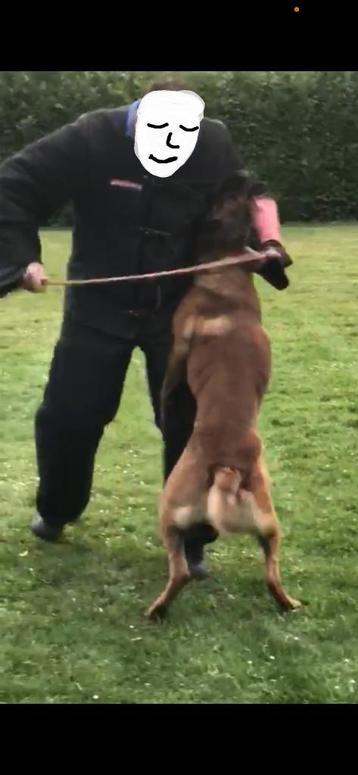 Mechelse herder teef afgerichte politiehond & bewakingshond beschikbaar voor biedingen