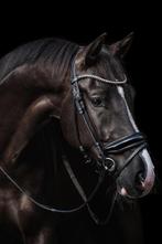 Gezellige stalhulp op kleine dressuurstal gezocht, Diensten en Vakmensen, Dieren | Paarden | Verzorging, Oppas en Les