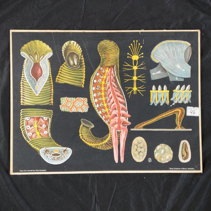 Schoolplaat Bloedzuiger – Jung Koch Quentell, Antiek en Kunst, Antiek | Schoolplaten, Natuur en Biologie, Ophalen of Verzenden