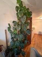 Hele grote Monstera. Circa 210 cm, Ophalen, Volle zon, 200 cm of meer