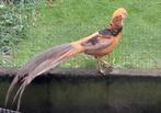 Goudfazanten zalmkleurig, Dieren en Toebehoren, Pluimvee, Meerdere dieren, Overige soorten