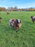Bonte dekram, Dieren en Toebehoren, Schapen, Geiten en Varkens, Mannelijk, Schaap