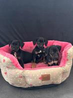 Hele leuke kruising Labrador pups black and tan, Dieren en Toebehoren, Overige rassen, CDV (hondenziekte), 8 tot 15 weken, Meerdere