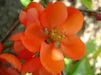 Chaenomeles japonica 'Sargentii' Jap. Sierkwee, oranje, rood, Bodembedekkers, Vaste plant, Ophalen of Verzenden, Halfschaduw
