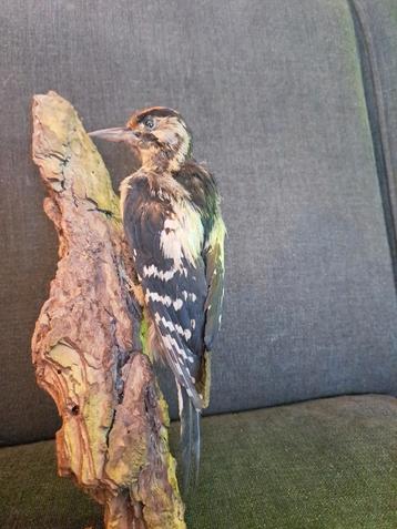 Taxidermie taxidermy Opgezette "Grote bonte specht" juveniel beschikbaar voor biedingen