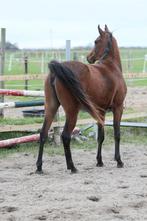 Arabische volbloed, Dieren en Toebehoren, Merrie