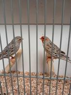 Vele soorten vogels zaterdag ochtend geopend van 9 tot 1, Dieren en Toebehoren, Meerdere dieren, Kleurkanarie