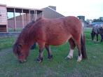 Lieve shetlander merrie, Dieren en Toebehoren, Pony's, Merrie, A pony (tot 1.17m), 3 tot 6 jaar, Gechipt