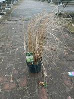 Pennisetum Hameln - Lampenpoetsersgras, Tuin en Terras, Planten | Tuinplanten, Ophalen, Volle zon, Vaste plant, Siergrassen