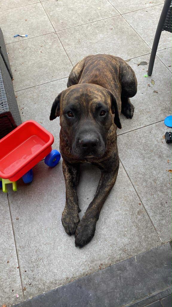 Dogo canario reu met stamboom 4jaar, Dieren en Toebehoren, Honden-accessoires, Zo goed als nieuw, Ophalen