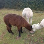 Alpaca Hengst veulen, Dieren en Toebehoren, Maart, Mannelijk