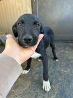 ONTZETTEND LIEF RUSTIG JONG TEEFJE GEK OP MENSEN EN HONDEN, Particulier, Rabiës (hondsdolheid), 15 weken tot 1 jaar, Buitenland