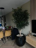 Zeer mooie grote plant op hydrocultuur, Ophalen, Halfschaduw, Minder dan 100 cm