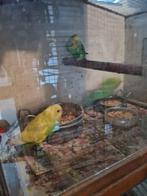 Grasparkietjes, Dieren en Toebehoren, Vogels | Parkieten en Papegaaien, Meerdere dieren, Parkiet