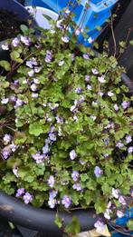 Plant, Ophalen of Verzenden, Bloeit niet, Overige soorten, Halfschaduw