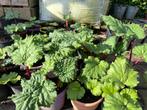Rode rabarber, Zomer, Vaste plant, Ophalen of Verzenden, Groenteplanten