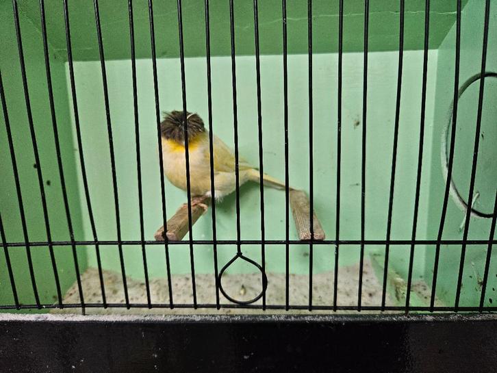 Mooie glosters diverse kleuren, Dieren en Toebehoren, Vogels | Kanaries, Postuurkanarie, Meerdere dieren