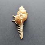 Schelpen - Murex pecten, Verzamelen, Ophalen of Verzenden, Schelp(en)