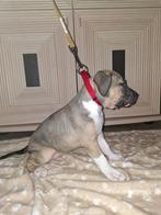 Amerikaanse Stafford pups Trefwoorden pitbull.bully.bulldog, Dieren en Toebehoren, Rabiës (hondsdolheid), Reu, 8 tot 15 weken