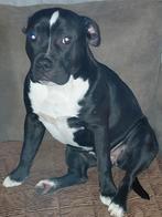 Bully teefje 8 maanden, 15 weken tot 1 jaar, Overige rassen, Teef, Parvo