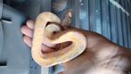 0.1 banana het Pied, Dieren en Toebehoren, Slang