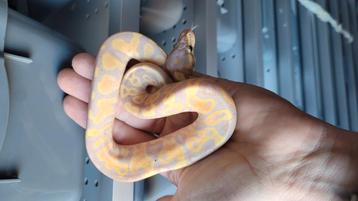 0.1 banana het Pied  beschikbaar voor biedingen