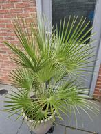 planten, Tuin en Terras, Planten | Tuinplanten, Ophalen, Bloeit niet, Overige soorten, Volle zon