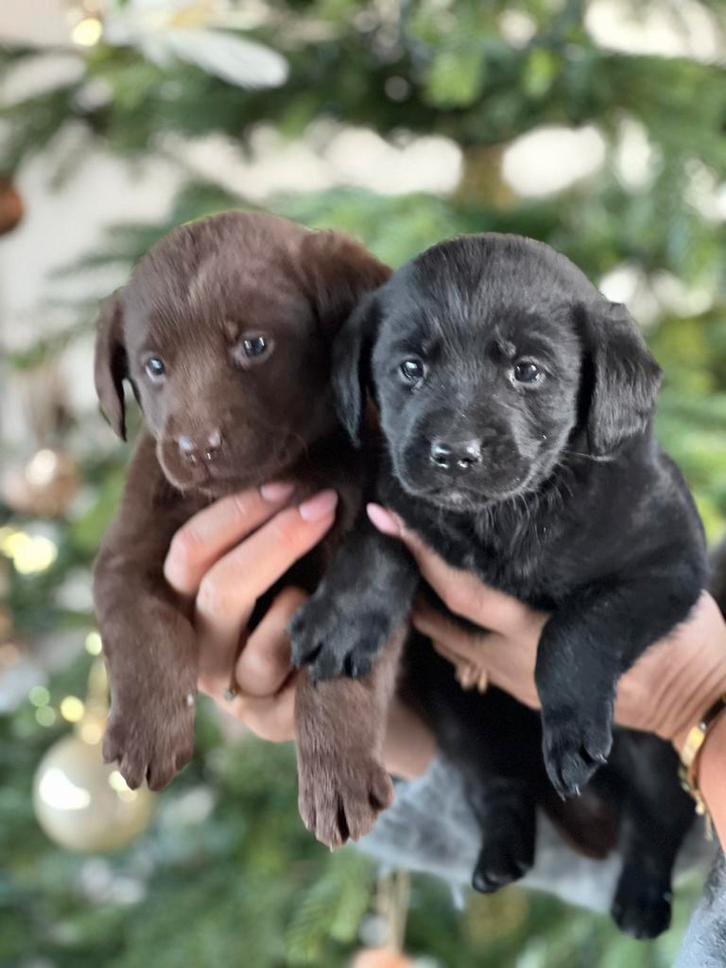 Labrador x labradoodle pups, Dieren en Toebehoren, Honden | Retrievers, Spaniëls en Waterhonden, Meerdere dieren, Labrador retriever