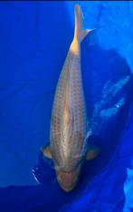 Chagoi 70cm, Dieren en Toebehoren, Karper of Koi