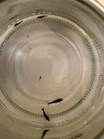 Blauwe aquarium garnalen, Dieren en Toebehoren, Kreeft, Krab of Garnaal